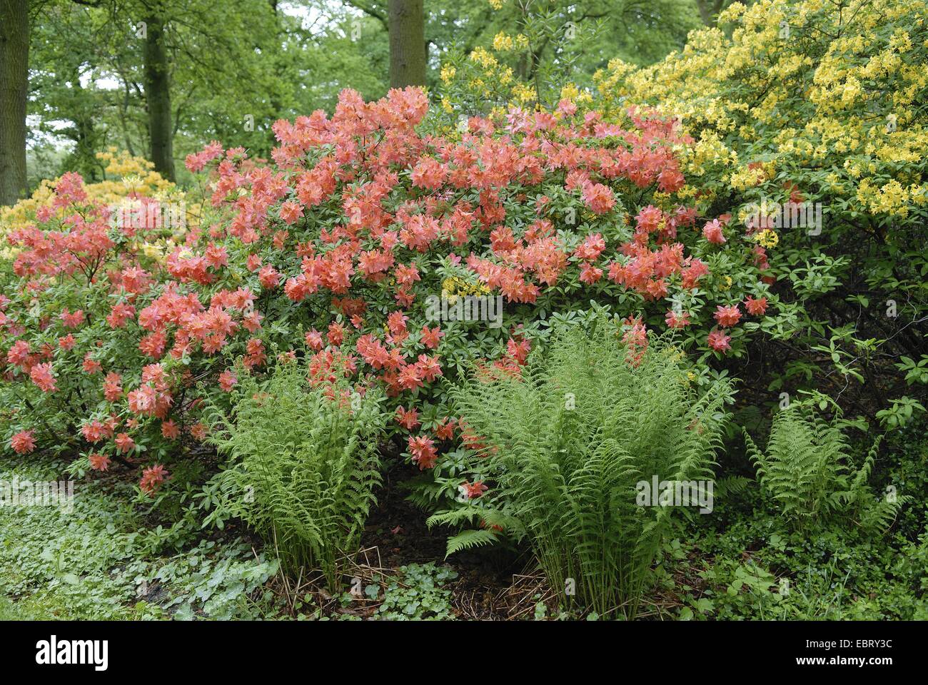 Azalea giallo (Rhododendron luteum, rododendro flavum, Azalea pontica), hybridn Foto Stock