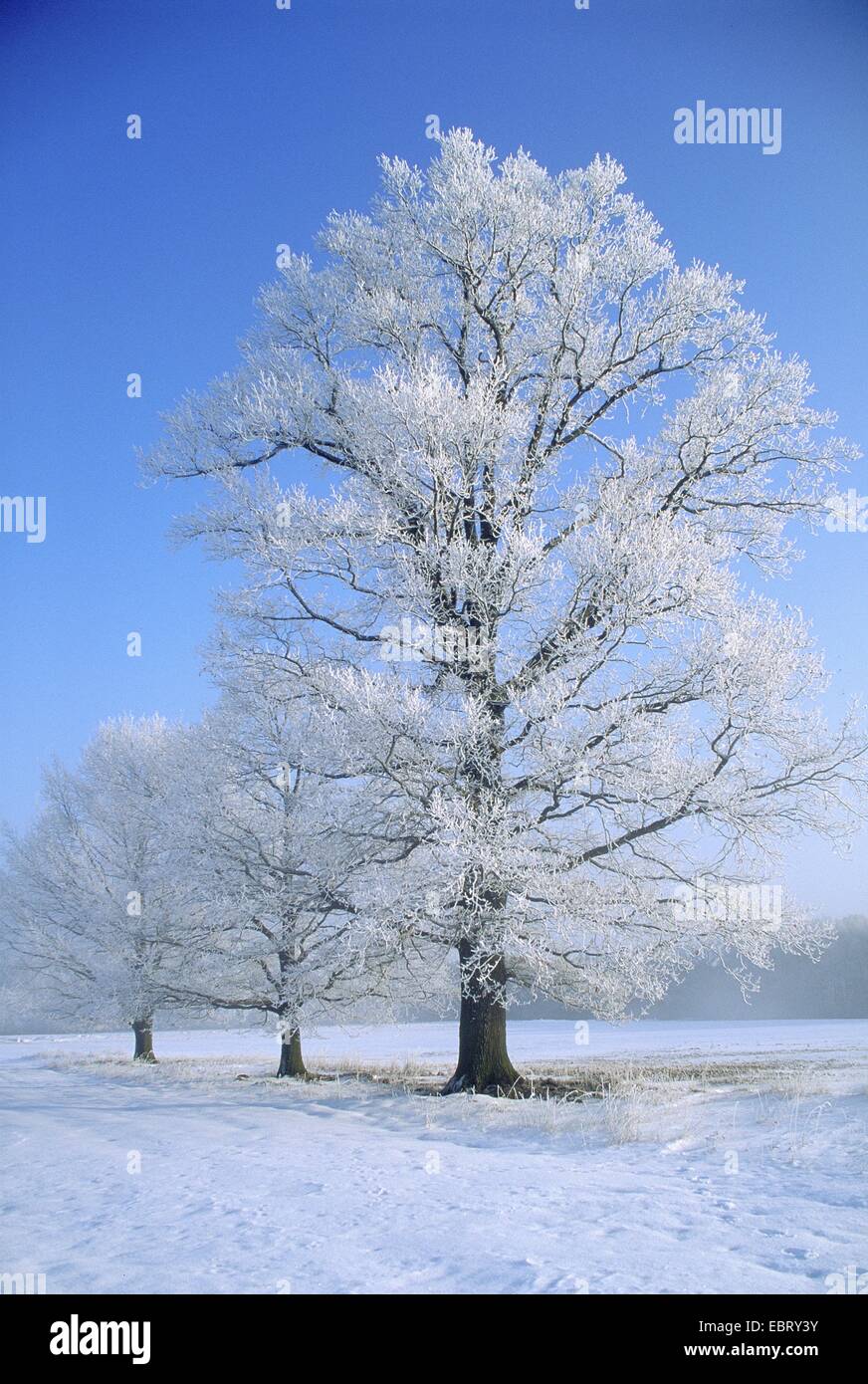 Rovere (Quercus petraea), nella neve, Germania Foto Stock
