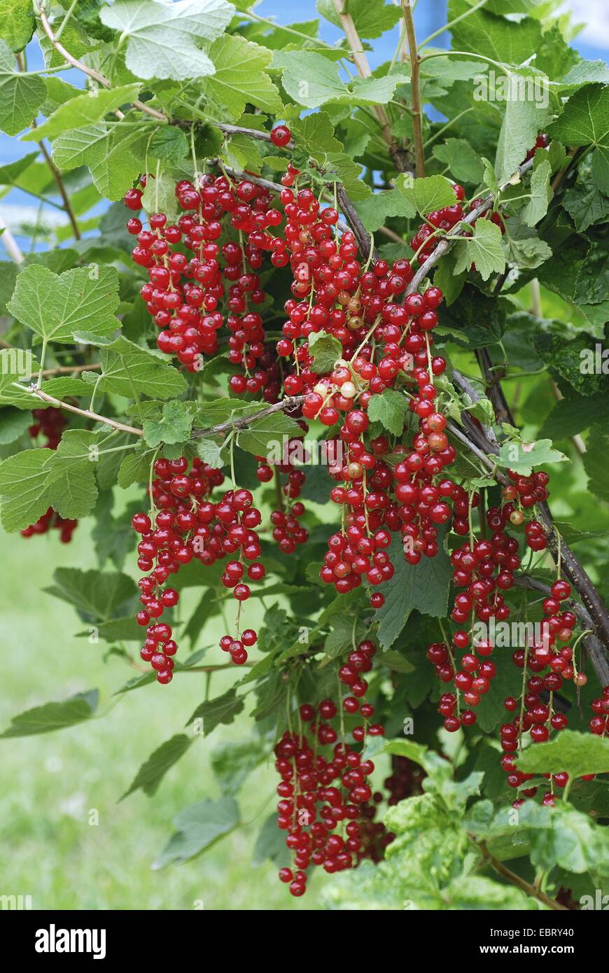 A nord di ribes rosso (ribes rubrum 'Detvan', Ribes rubrum Detvan), cultivar Detvan Foto Stock
