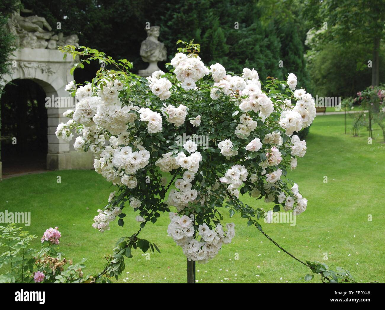 Rose ornamentali (Rosa 'Ice Meidiland', Rosa ghiaccio Meidiland), cultivar Meidiland ghiaccio Foto Stock