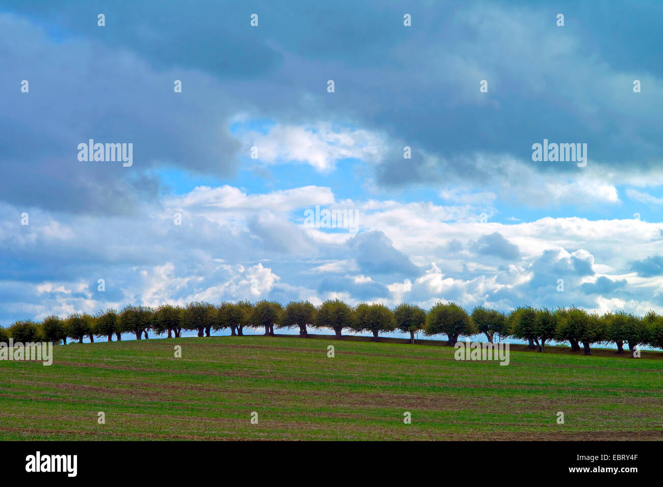 Fila di salici in uno scenario di campo vicino castello Bothmer, Germania, Meclemburgo-Pomerania, Nordwestmecklenburg, Kluetz Foto Stock