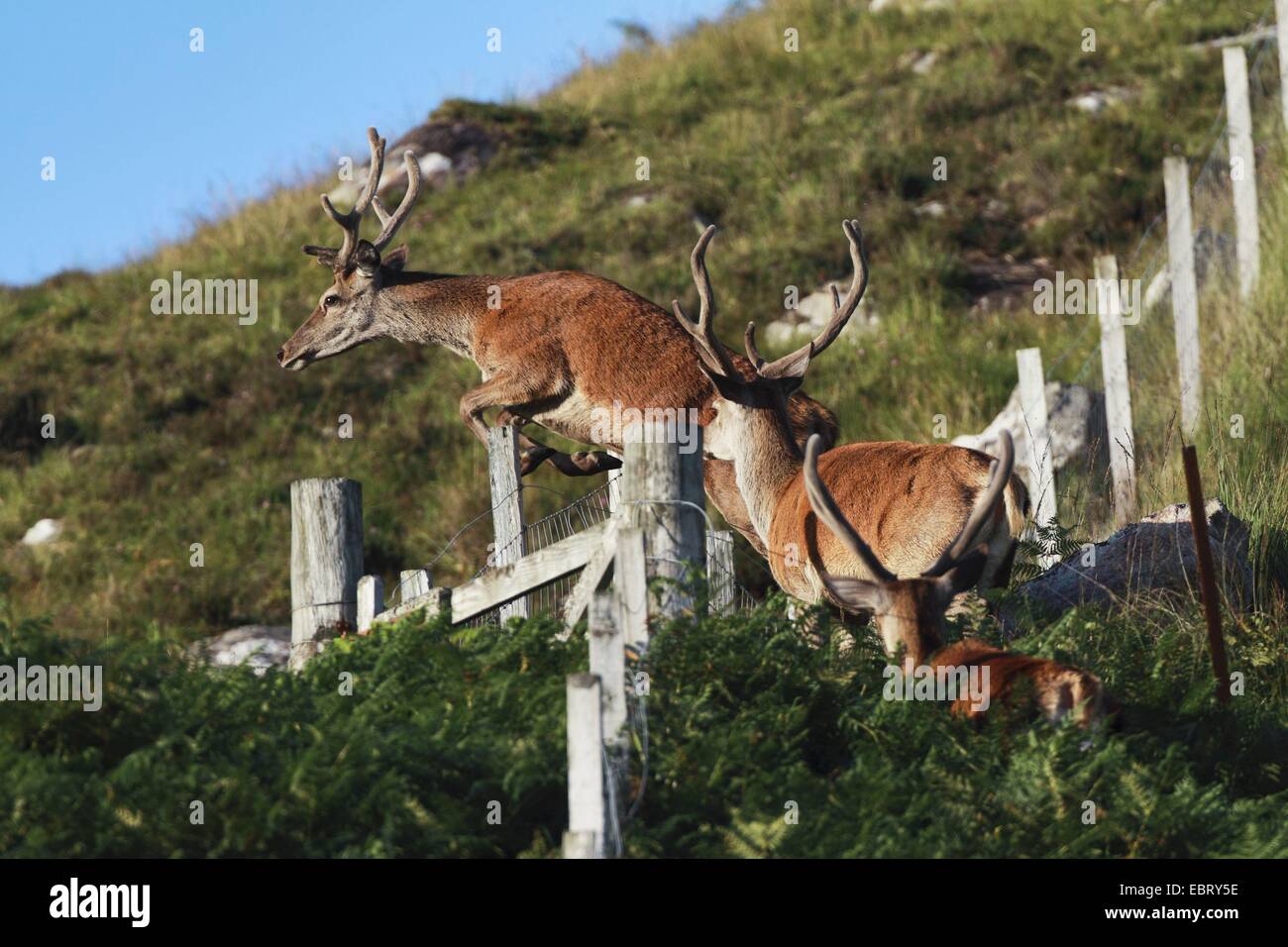Il cervo (Cervus elaphus), saltando da un recinto, Regno Unito, Scozia Foto Stock