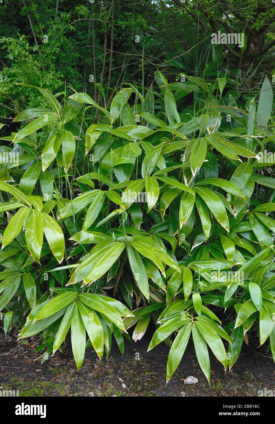 Bambù di Lewis, bambù Nani, di latifoglie (Bambù Sasa palmata " Nebulosa', Sasa palmata Nebulosa), cultivar Nebulosa Foto Stock