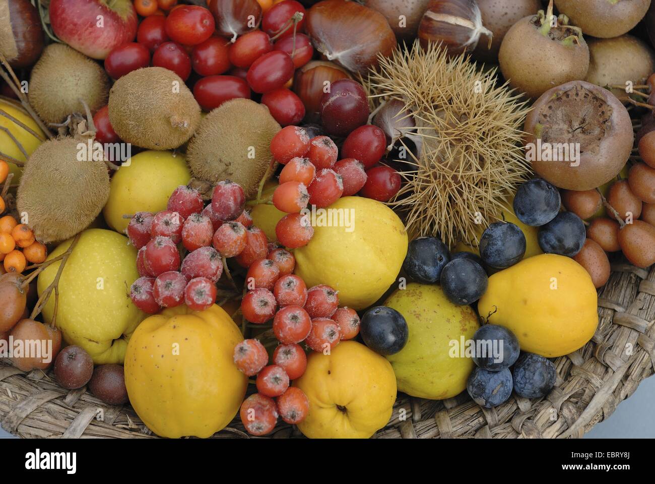 Diversi tipi di frutti da un giardino Foto Stock