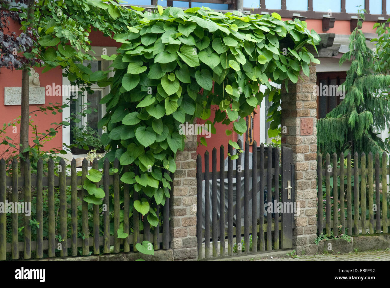 Olandese della tubazione della tubazione, vite (Aristolochia macrophylla), al garden gate, Germania Foto Stock