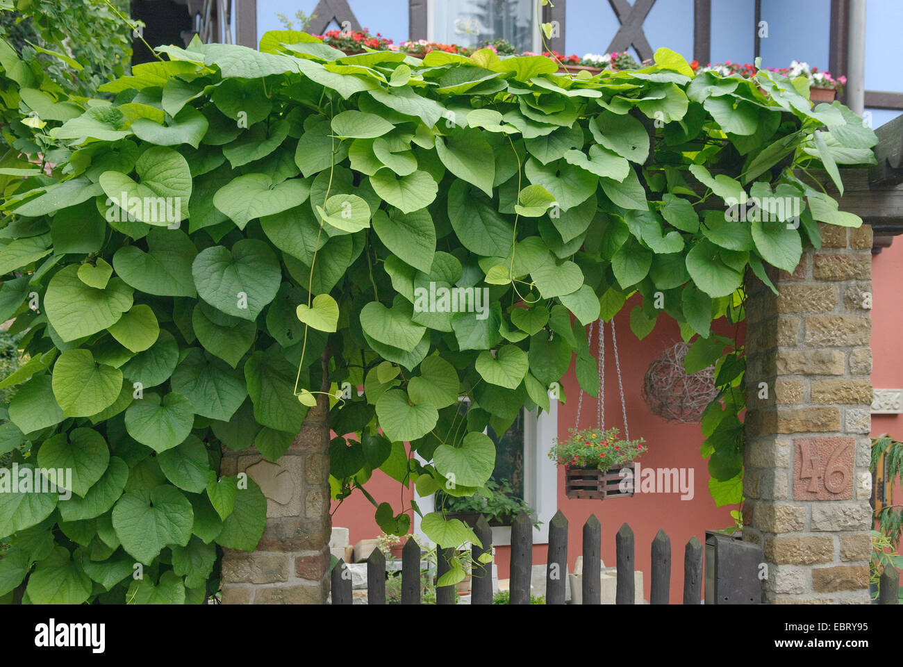 Olandese della tubazione della tubazione, vite (Aristolochia macrophylla), al garden gate, Germania Foto Stock