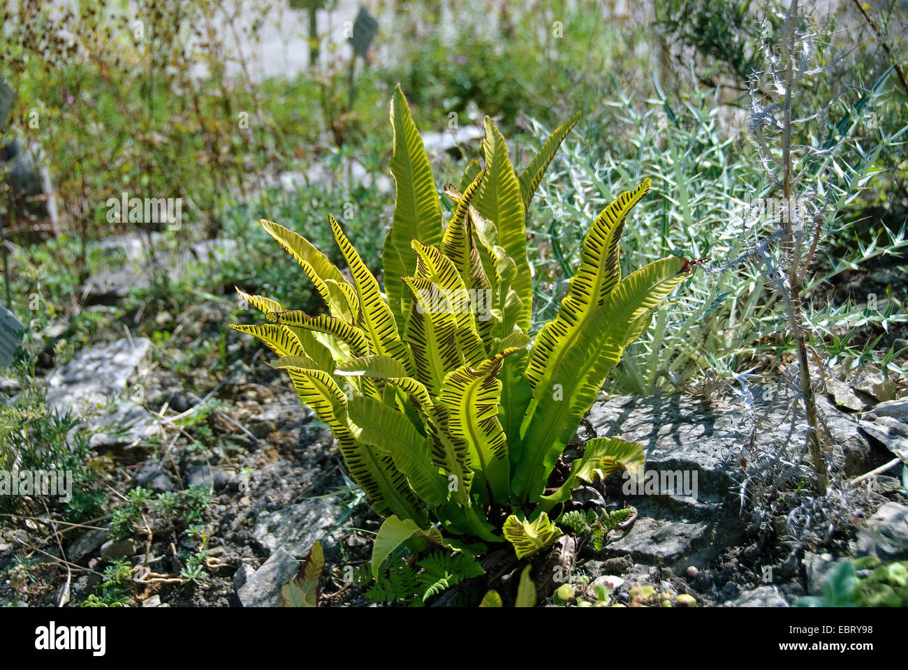 Hart la linguetta, Europeo harts-lingua (felci Asplenium scolopendrium, Phyllitis scolopendrium), foglie con sporangia Foto Stock