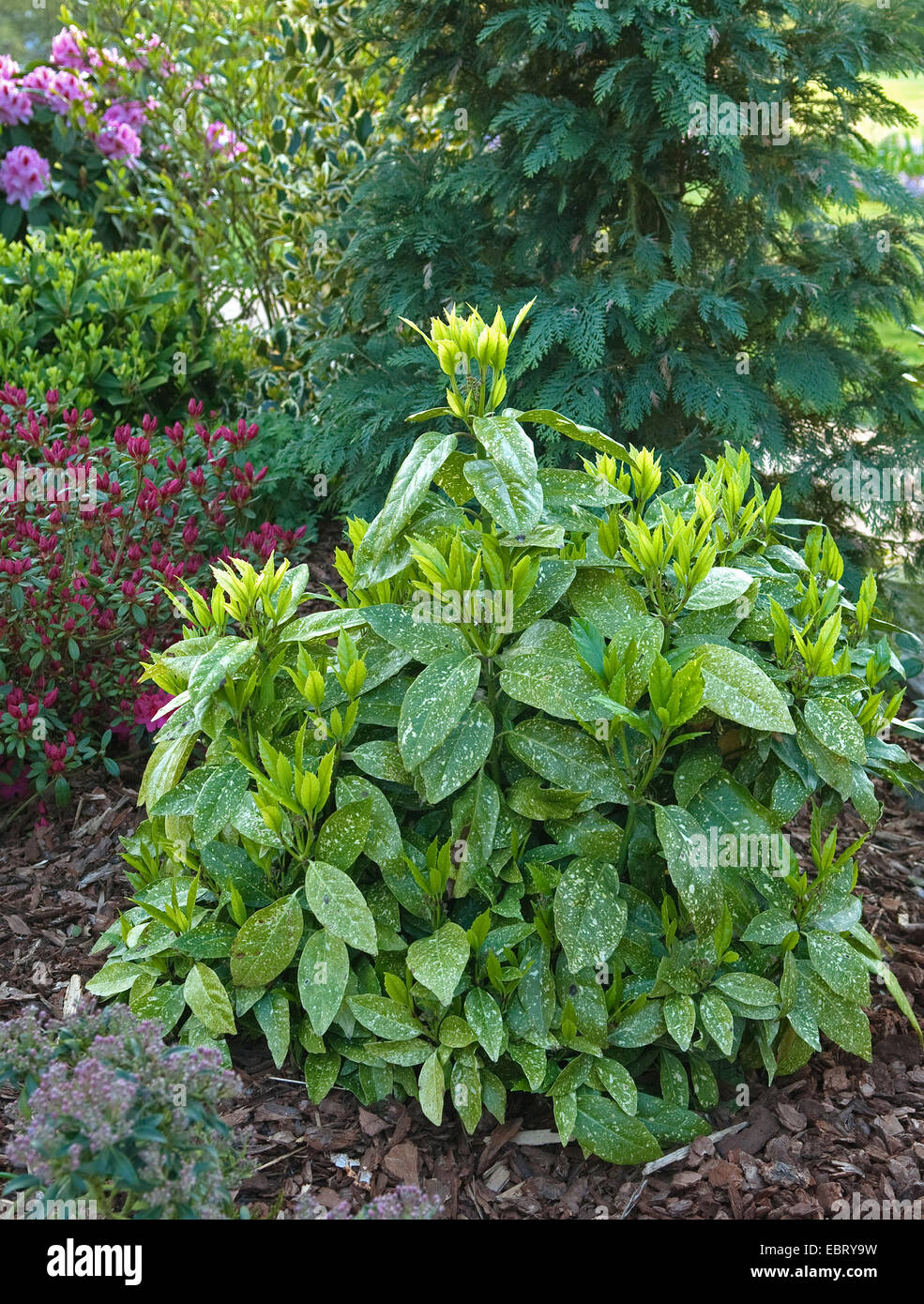 Aucuba, Spottet Laurel (Aucuba japonica variegata "', Aucuba japonica variegata), cultivar Variegata Foto Stock