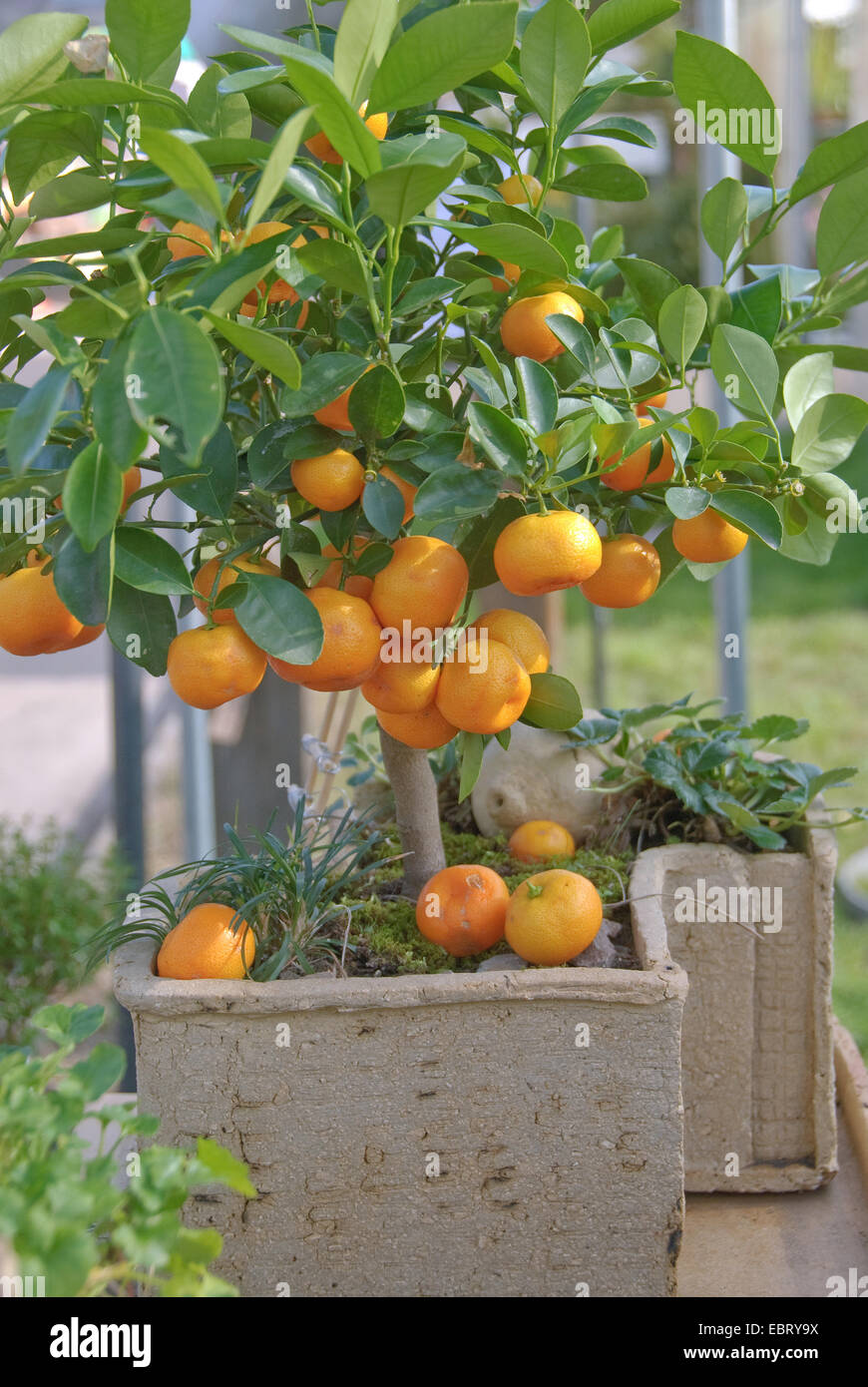 Calamondine (Citrofortunella microcarpa, Citrus fortunella, Citrus mitis), con frutti Foto Stock