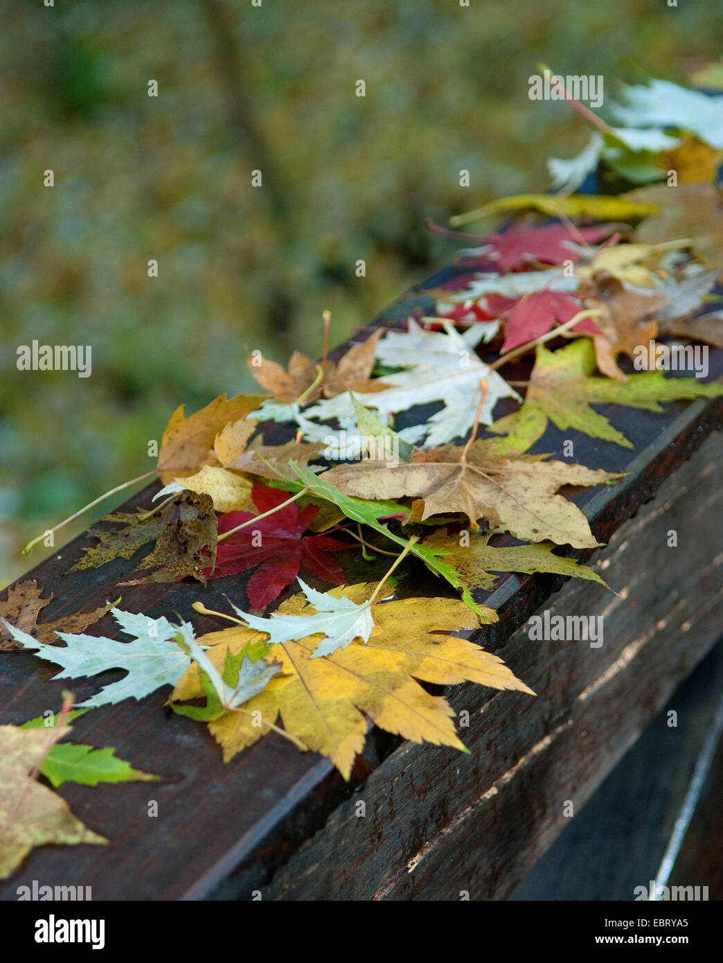 Vite (acero Acer circinatum), autun leafes di aceri su una balaustra Foto Stock