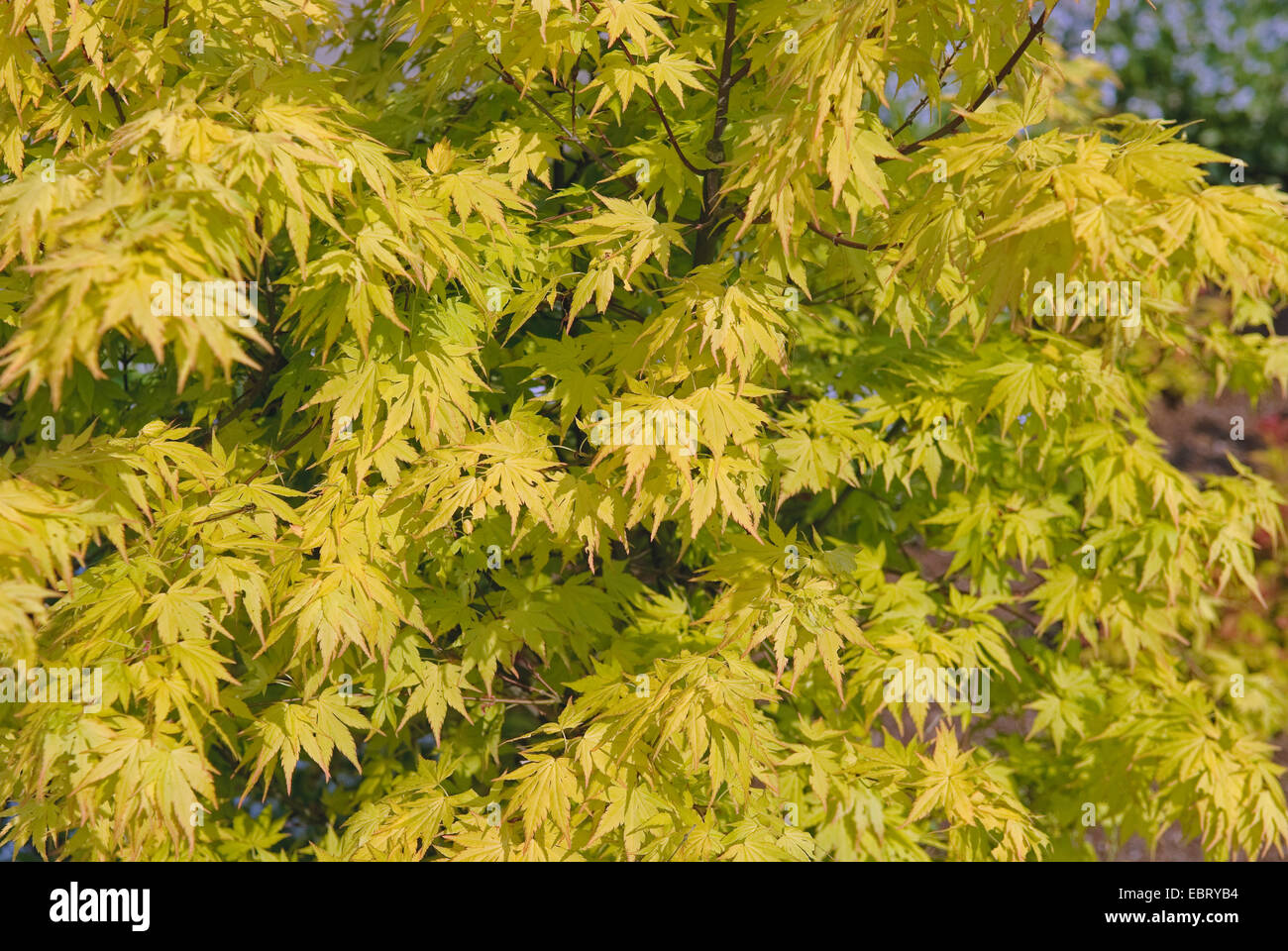 Acero giapponese (Acer palmatum "Orange sogno", Acer palmatum sogno arancione), cultivar Orange Dream, rami in autunno Foto Stock