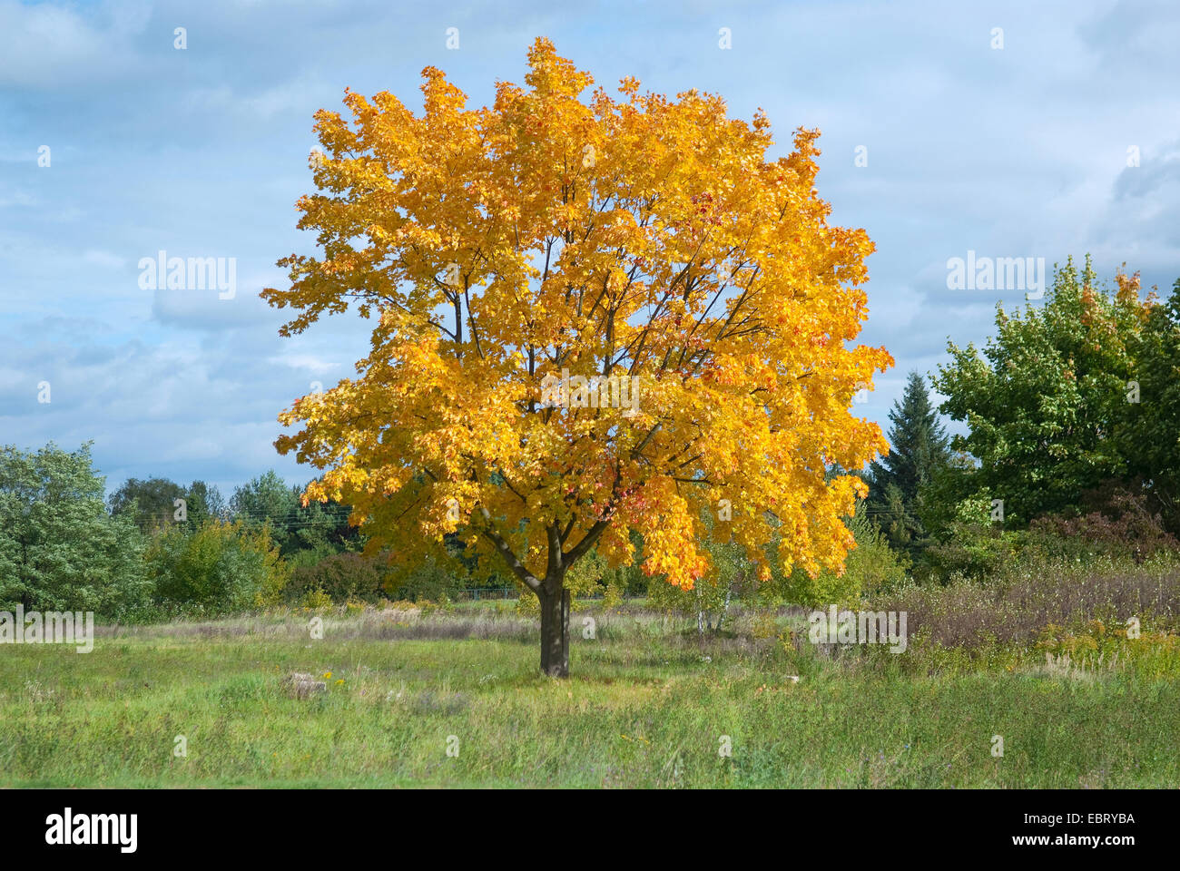 Norvegia (acero Acer platanoides), singolo albero in autunno, Germania Foto Stock