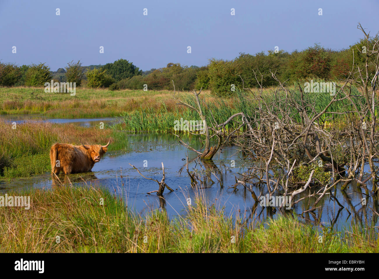Highland scozzesi bovini (Bos primigenius f. taurus), stando in piedi in un stagno, Germania, Schleswig-Holstein Foto Stock