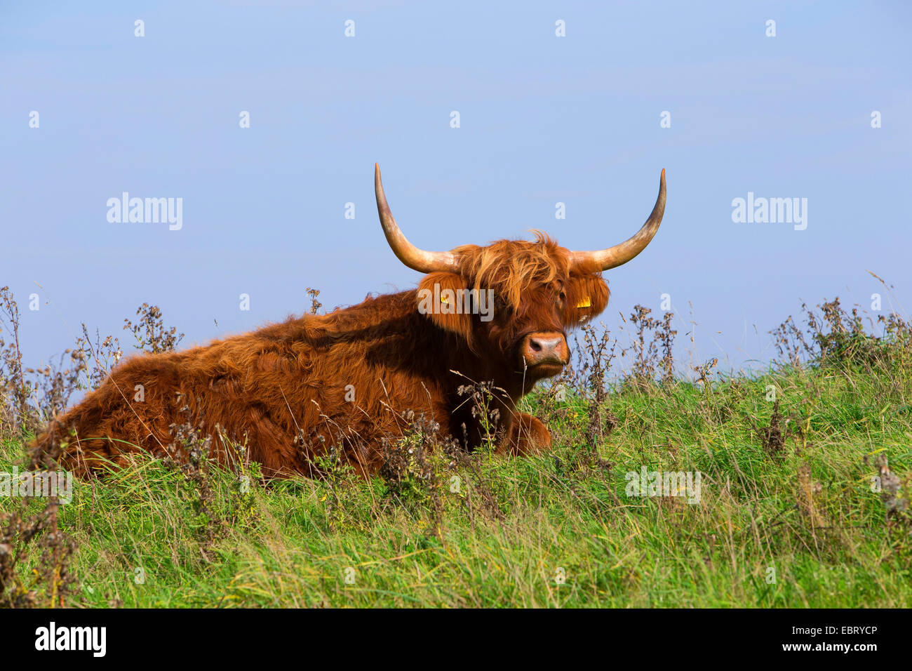 Highland scozzesi bovini (Bos primigenius f. taurus), giacente su un pascolo, Germania, Schleswig-Holstein Foto Stock