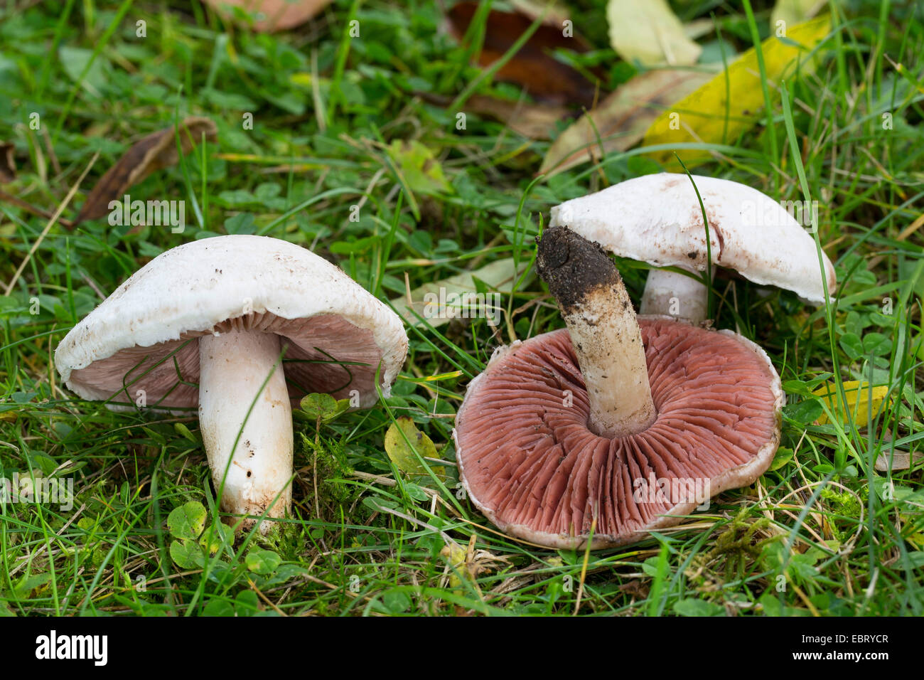 Campo (funghi Agaricus campestris), in un prato, Germania Foto Stock