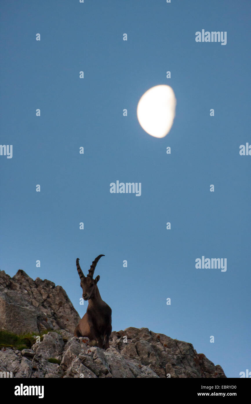 Stambecco delle Alpi (Capra ibex, Capra ibex ibex), stambecco nel paesaggio di montagna con impostazione luna, Svizzera, Alpstein, Altmann Foto Stock