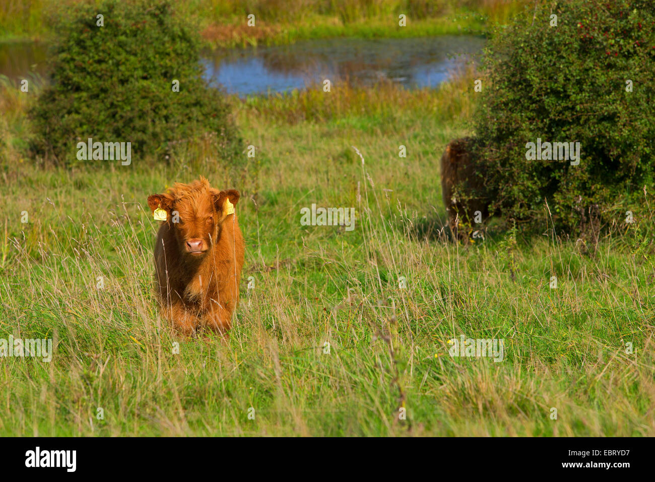 Highland scozzesi bovini (Bos primigenius f. taurus), su un pascolo, Germania, Schleswig-Holstein Foto Stock