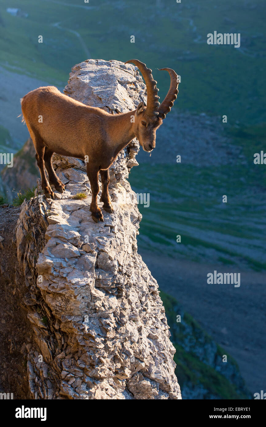 Stambecco delle Alpi (Capra ibex, Capra ibex ibex), si erge su un tor, Svizzera, Alpstein, Altmann Foto Stock
