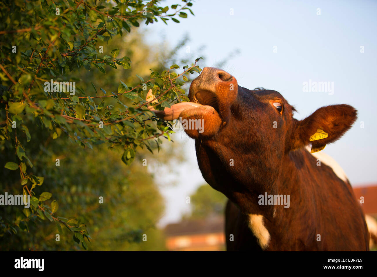 Gli animali domestici della specie bovina (Bos primigenius f. taurus), mangiare da una siepe, Germania, Schleswig-Holstein Foto Stock