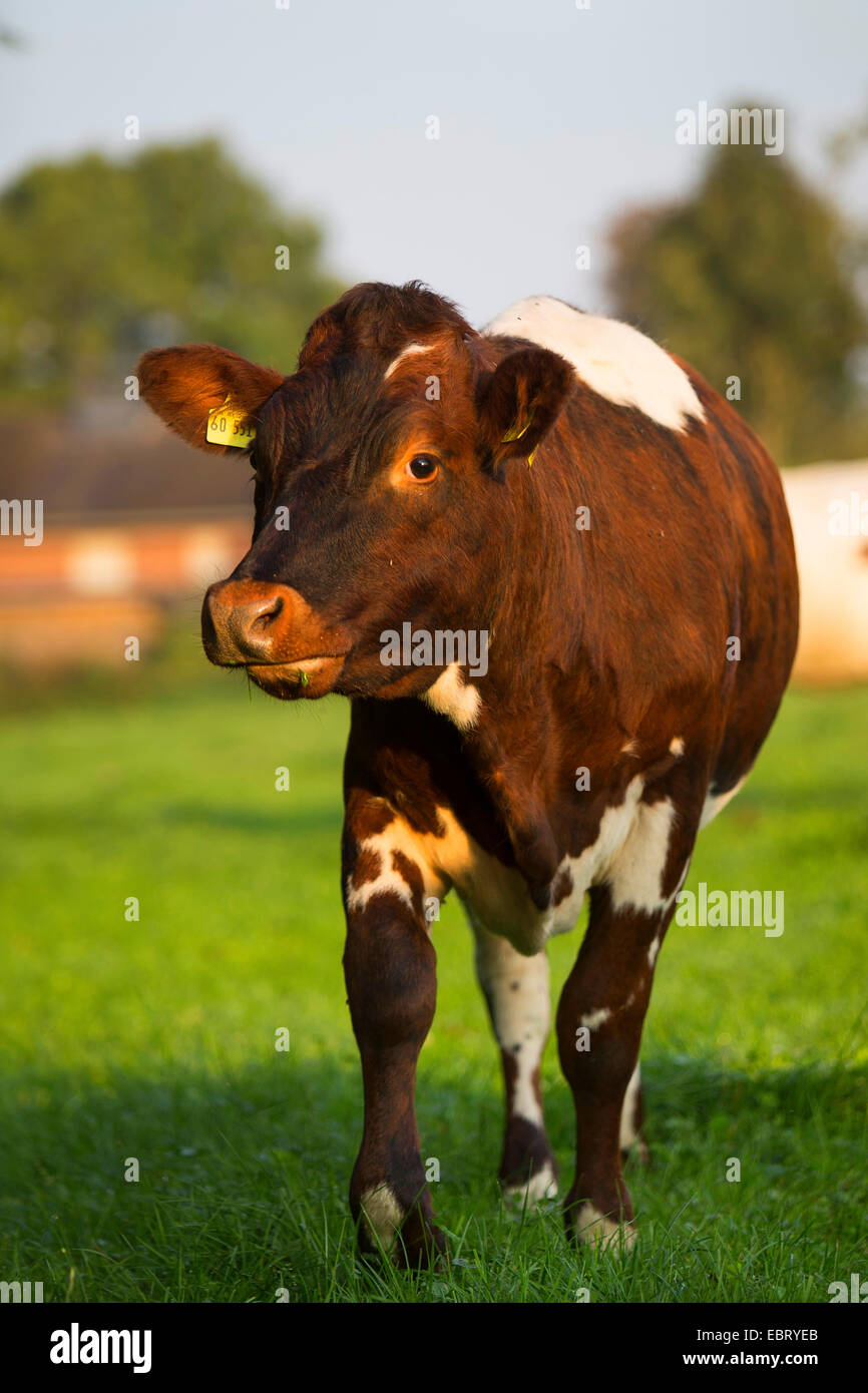 Gli animali domestici della specie bovina (Bos primigenius f. taurus), bovini in un pascolo, Germania, Schleswig-Holstein Foto Stock