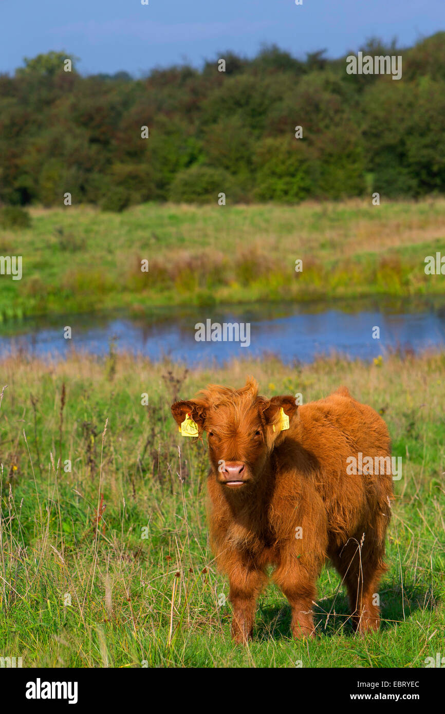 Highland scozzesi bovini (Bos primigenius f. taurus), di vitello su un pascolo, Germania, Schleswig-Holstein Foto Stock
