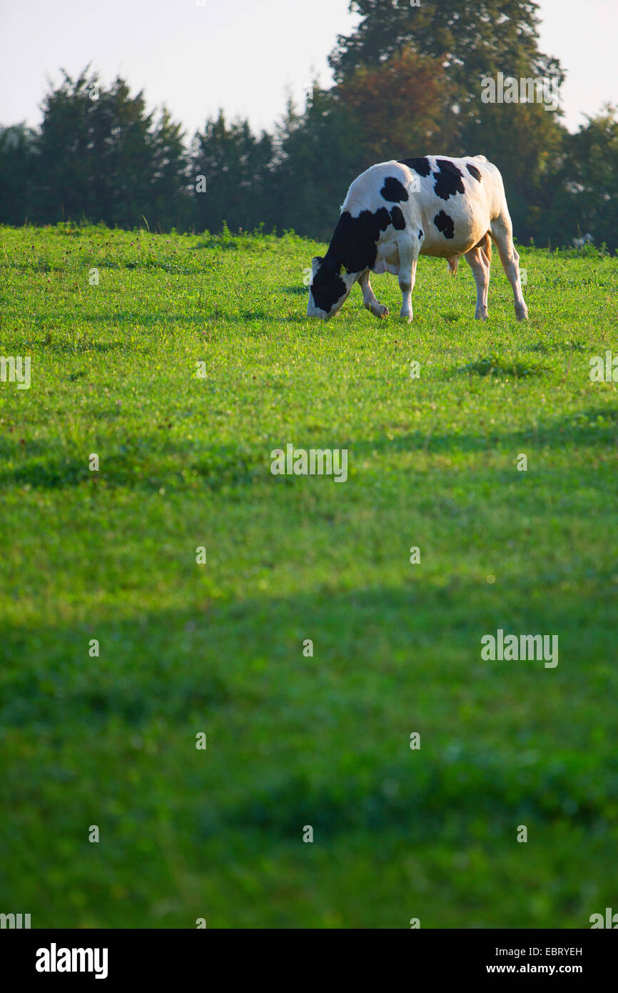 Gli animali domestici della specie bovina (Bos primigenius f. taurus), uno maschio il pascolo di bestiame in un pascolo, Germania, Schleswig-Holstein Foto Stock