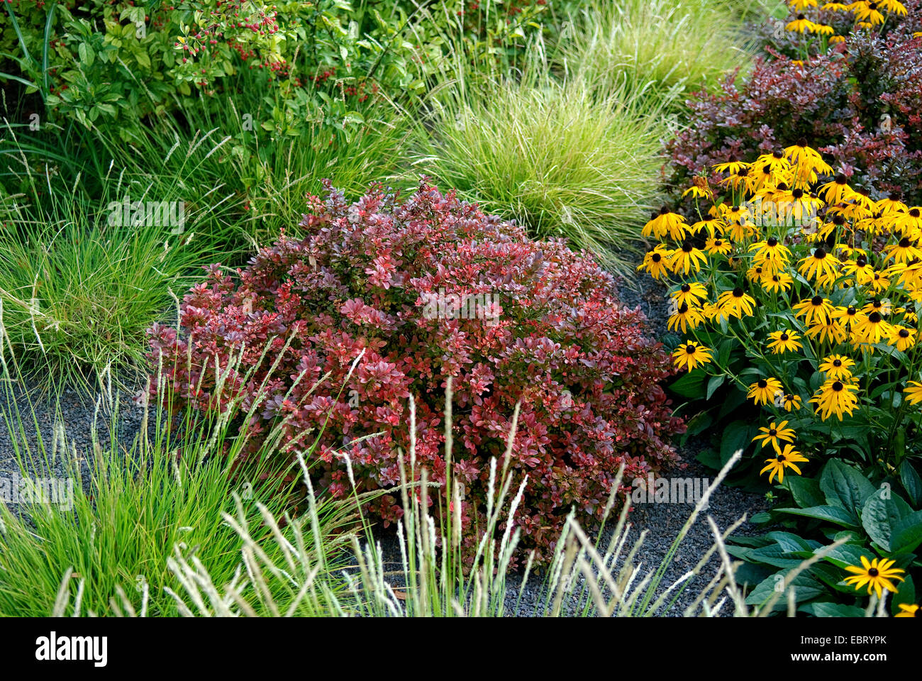 Giapponese Crespino (berberis thunbergii 'Atropurpea nana", Berberis thunbergii Atropurpea Nana), cultivar Atropurpea Nana wioth Rudbeckia Foto Stock