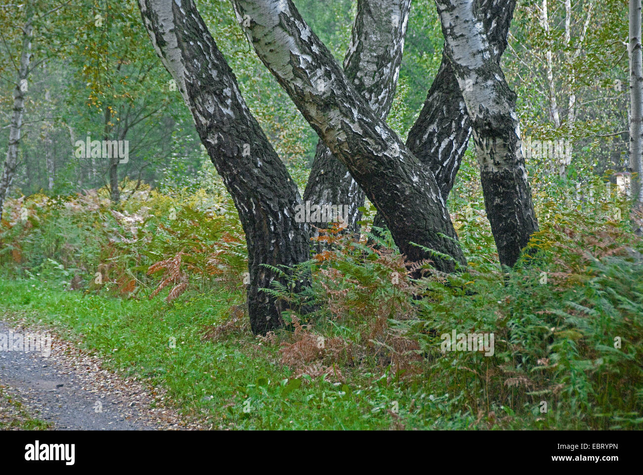 Comune di betulla, argento betulla, bianco europeo betulla, bianco (betulla Betula pendula, betula alba), con bracken fern, Pteridium aquilinum, Germania Foto Stock
