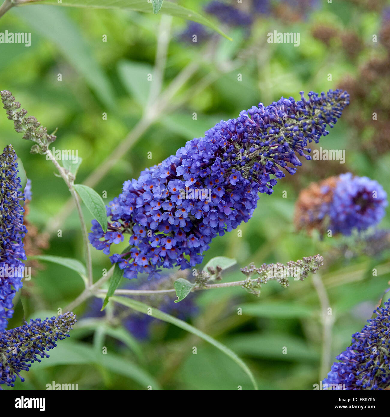 Occhio arancione butterfly bush, Violet butterfly bush (Buddleja davidii 'Ellens Blue', Buddleja davidii Ellens blu), cultivar Ellens blu, infiorescenza Foto Stock
