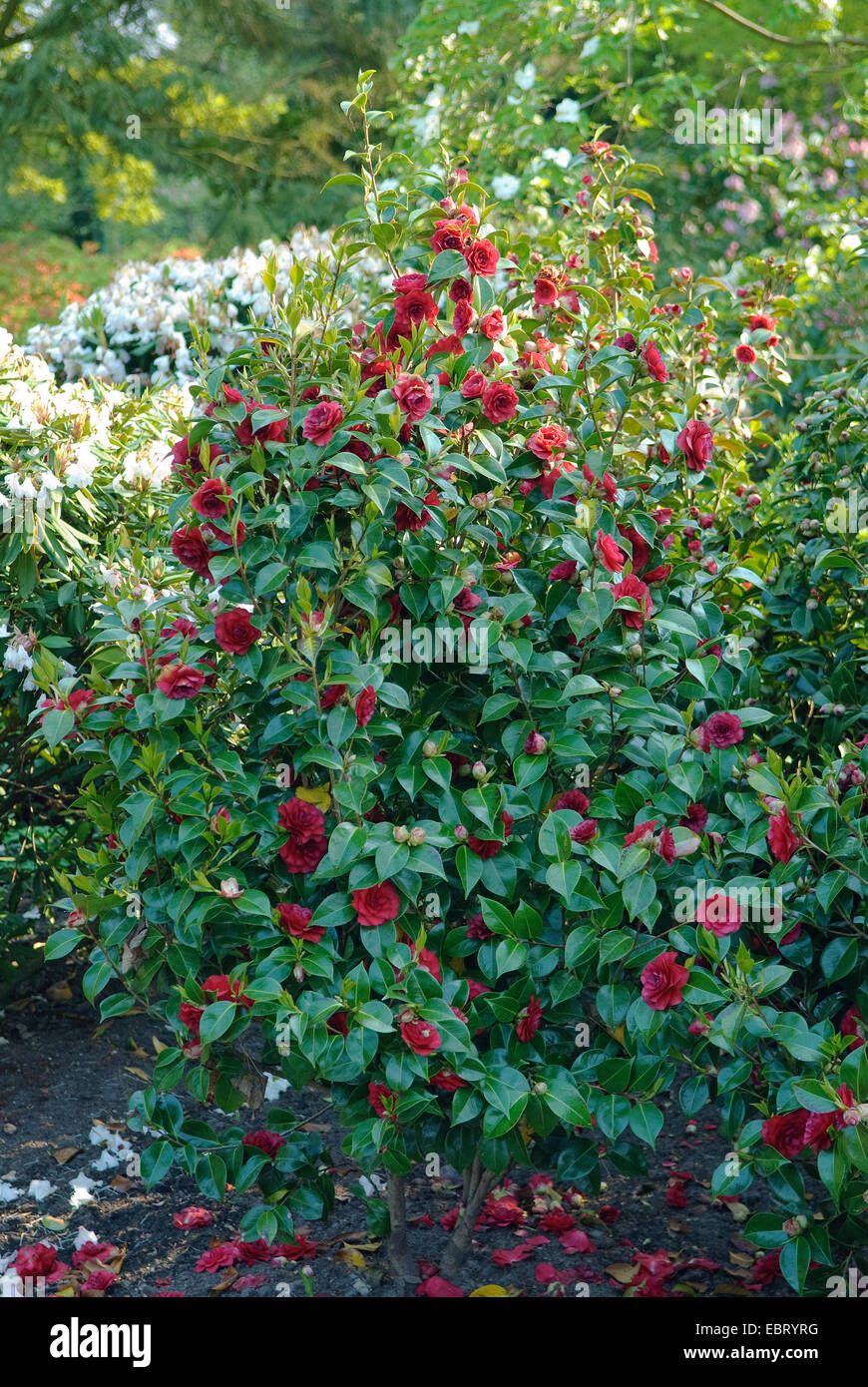 Japanese camellia (Camellia japonica 'Roger Hall', Camellia japonica Roger Hall), cultivar Roger Hall, fioritura Foto Stock