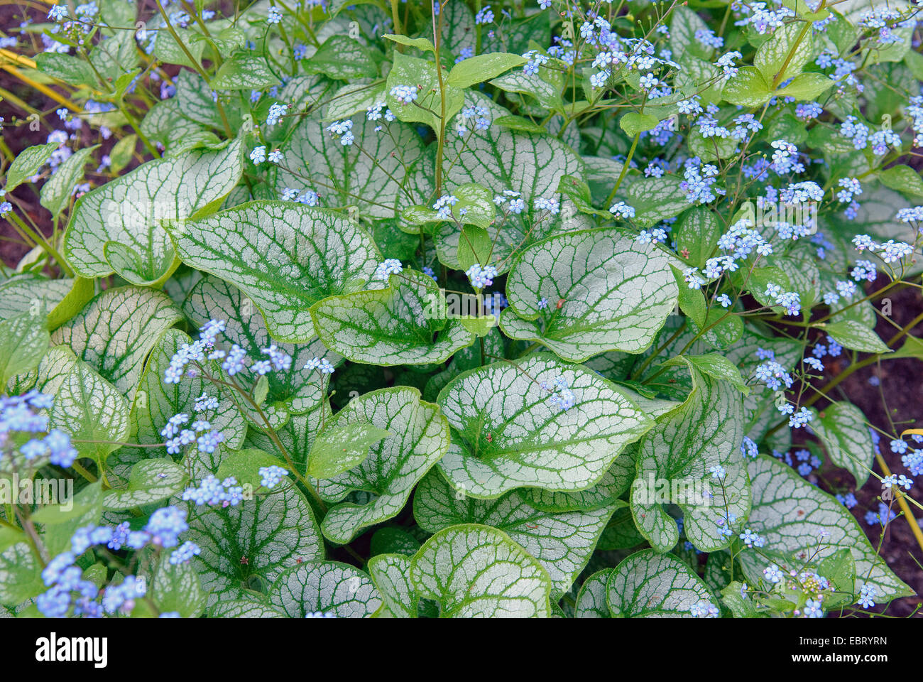 Brunnera heartleaf siberiano bugloss (Brunnera macrophylla 'Jack Frost", Brunnera macrophylla Jack Frost), fioritura Foto Stock