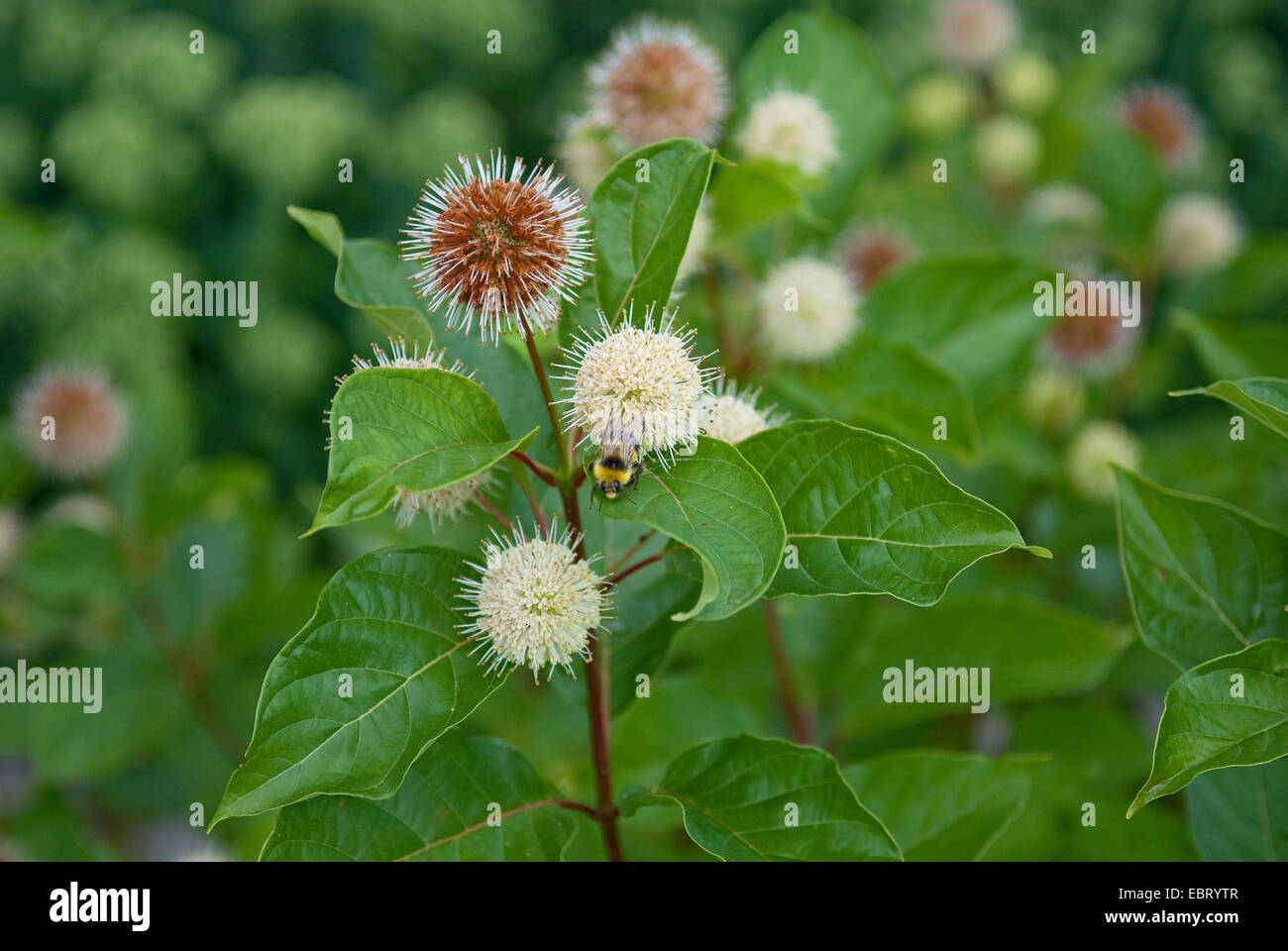 Comune (buttonbush Cephalanthus occidentalis), fioritura Foto Stock