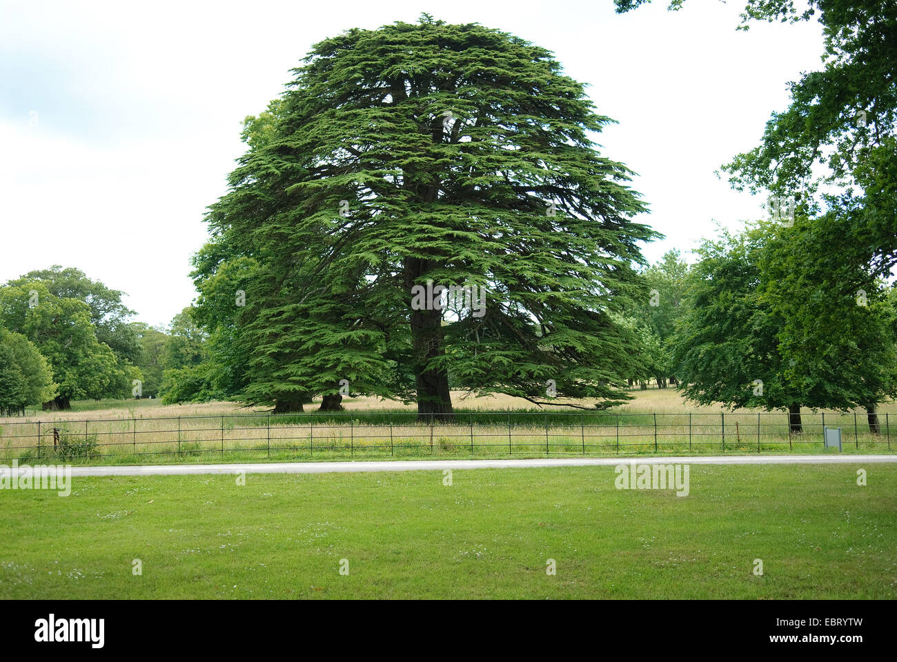 Il cedro del Libano (Cedrus libani), albero singolo Foto Stock