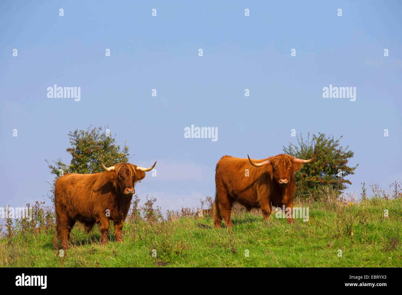 Highland scozzesi bovini (Bos primigenius f. taurus), su un pascolo, Germania, Schleswig-Holstein Foto Stock