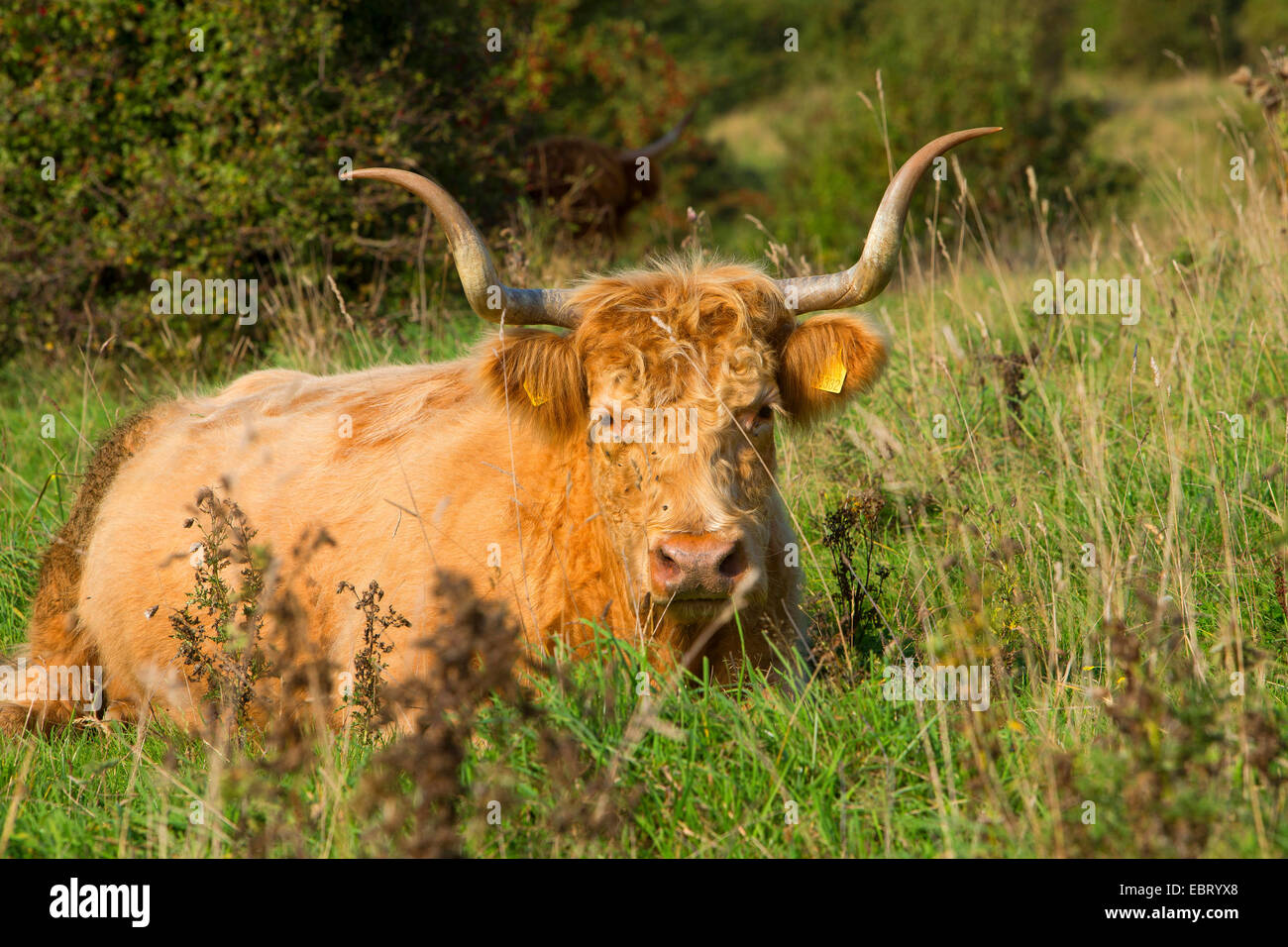 Highland scozzesi bovini (Bos primigenius f. taurus), giacente su un pascolo, Germania, Schleswig-Holstein Foto Stock