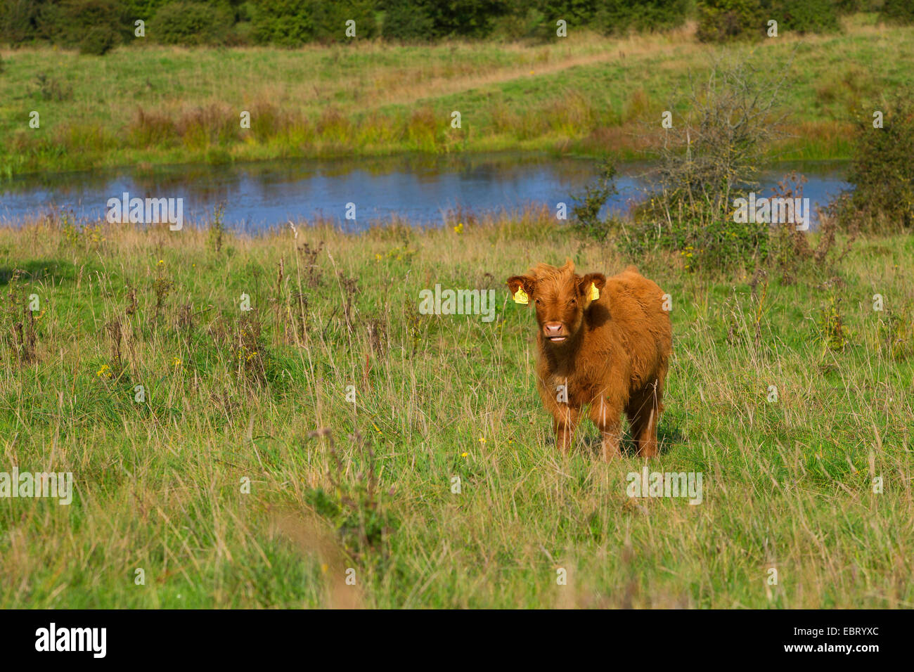 Highland scozzesi bovini (Bos primigenius f. taurus), su un pascolo, Germania, Schleswig-Holstein Foto Stock