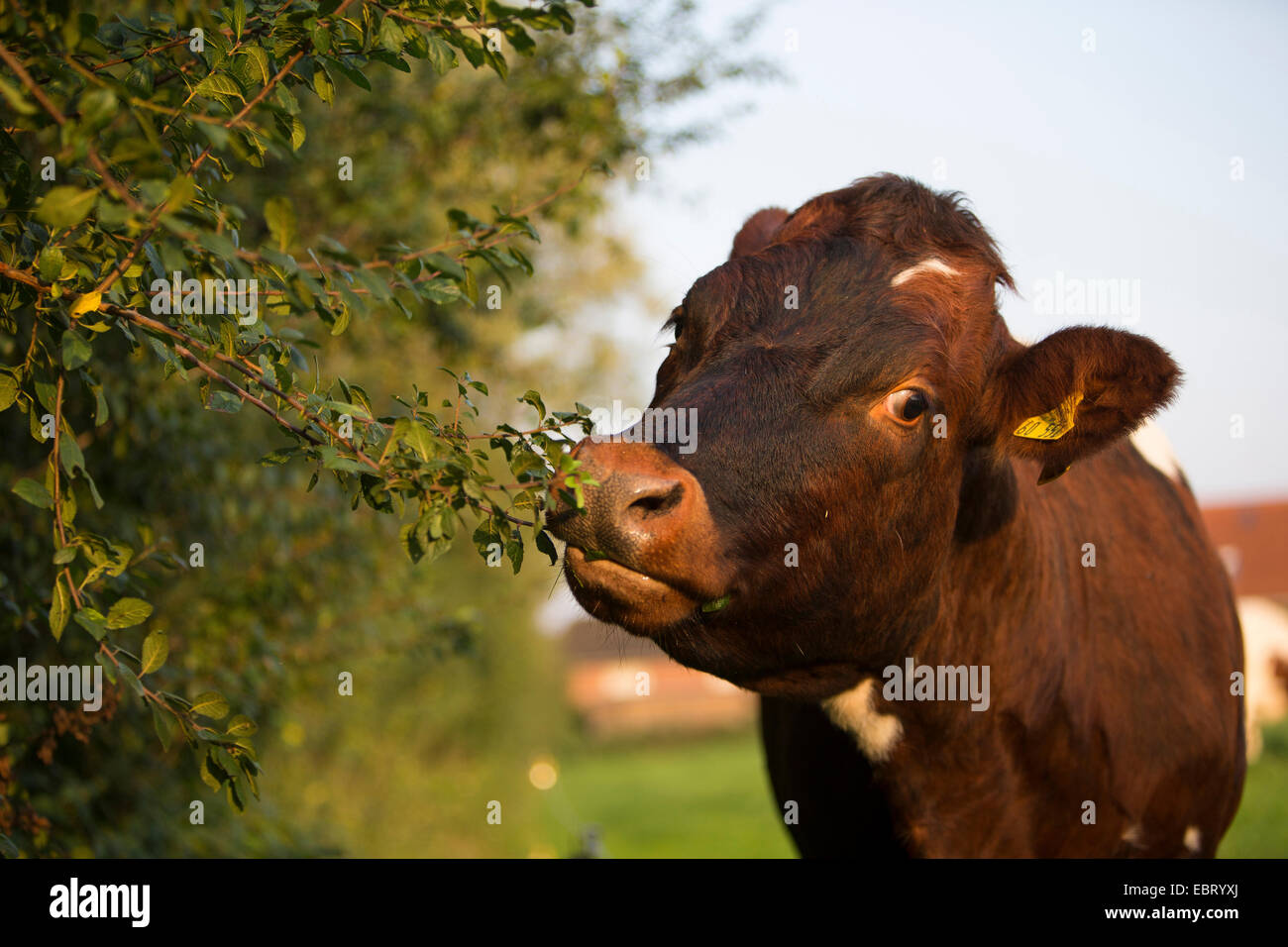 Gli animali domestici della specie bovina (Bos primigenius f. taurus), mangiare da una siepe, Germania, Schleswig-Holstein Foto Stock