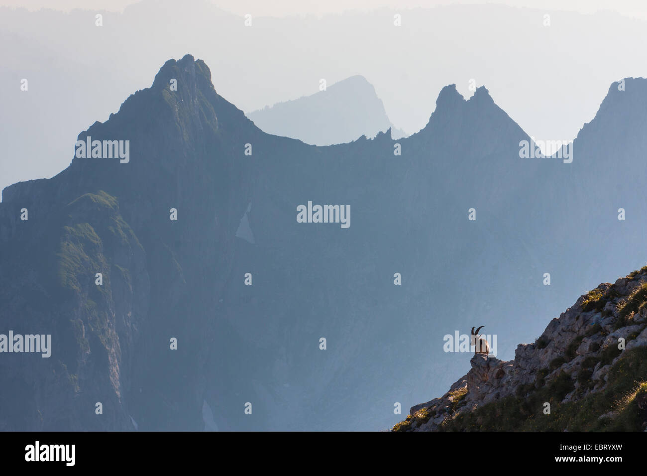 Stambecco delle Alpi (Capra ibex, Capra ibex ibex), stambecco nel paesaggio di montagna con belle luci soffuse, Svizzera, Alpstein, Altmann Foto Stock
