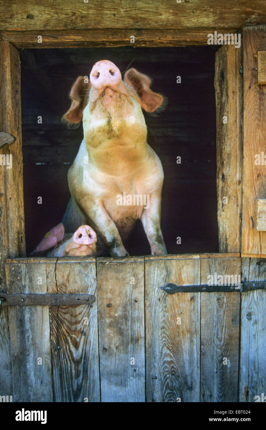 Suini domestici (Sus scrofa f. domestica), due maiali sniffing di aria fresca, Italia, Alto Adige Foto Stock