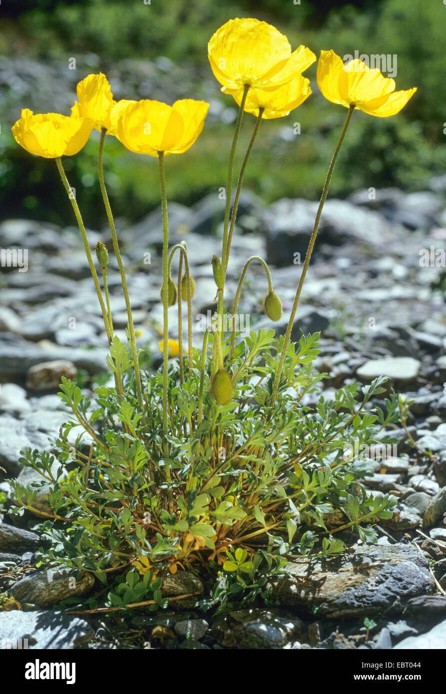 Rhaeticum Papavero (Papaver rhaeticum), fioritura, Italia, Alto Adige, Dolomiti Foto Stock