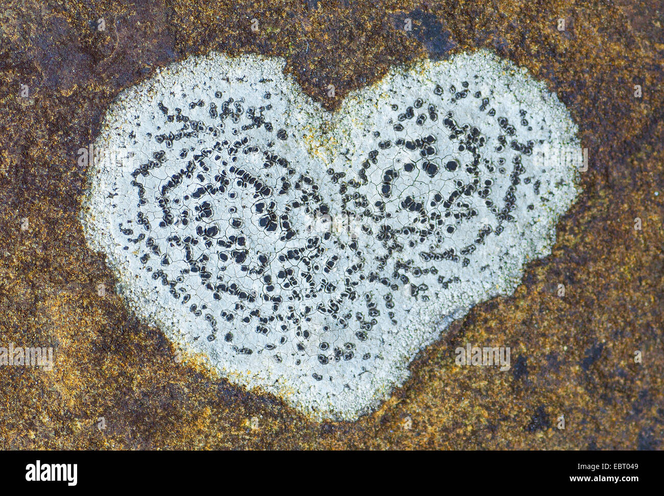 Heartshaped lichen in una roccia, in Germania, in Baviera Foto Stock