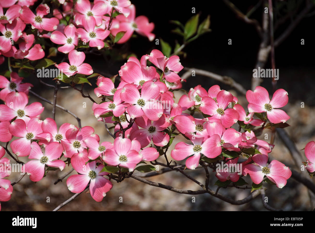 Fioritura sanguinello, American bosso (Cornus florida " Rubra', Cornus florida rubra), cultivar Rubra, ramo in fiore Foto Stock