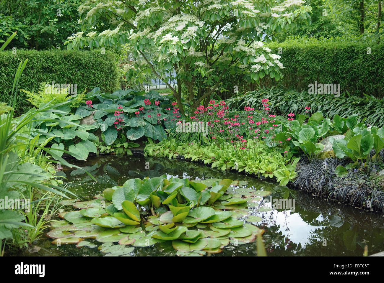 Giant sanguinello (Cornus controversa), fioritura ad un laghetto in giardino, Germania Foto Stock