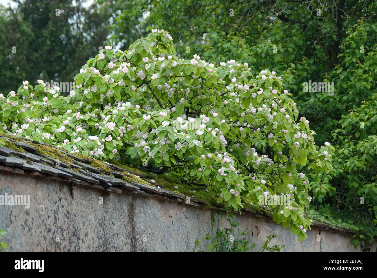 Comune di mela cotogna (Cydonia oblonga), fioritura Foto Stock