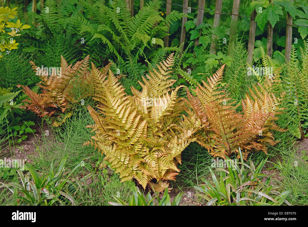 In autunno la felce, Autunno brillantezza Fern, legno giapponese Fern, Giapponese Shield (Felce Dryopteris erythrosora) Foto Stock