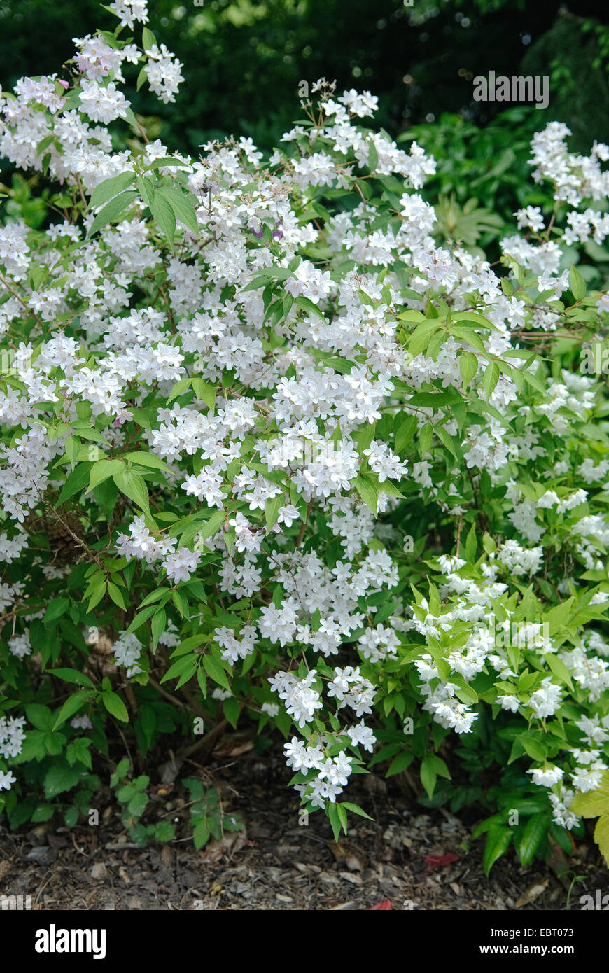 Deutzie (Deutzia kalmiiflora), fioritura Foto Stock