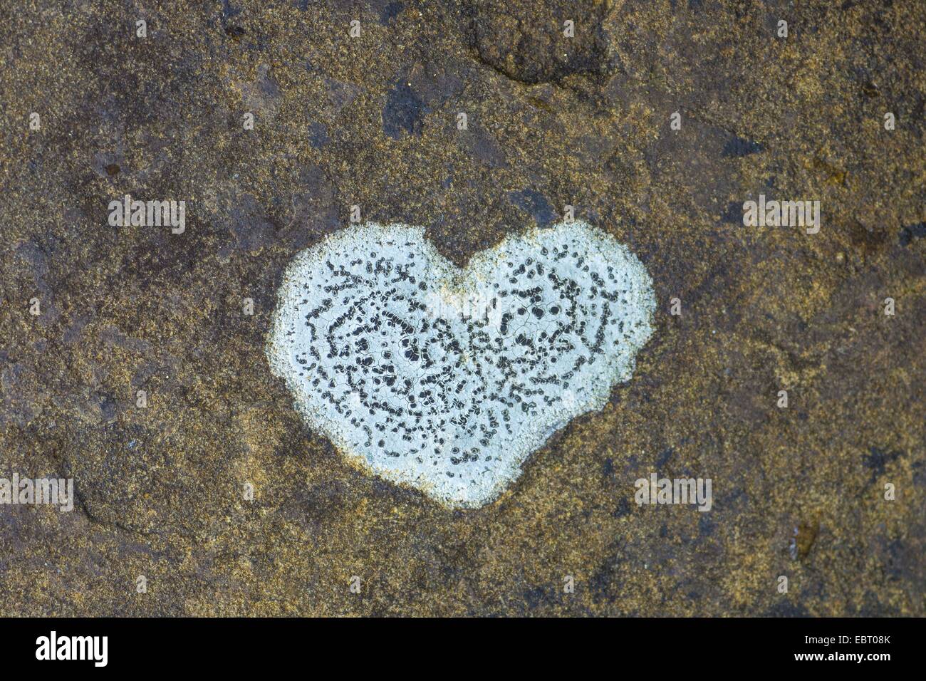 Heartshaped lichen in una roccia, in Germania, in Baviera Foto Stock