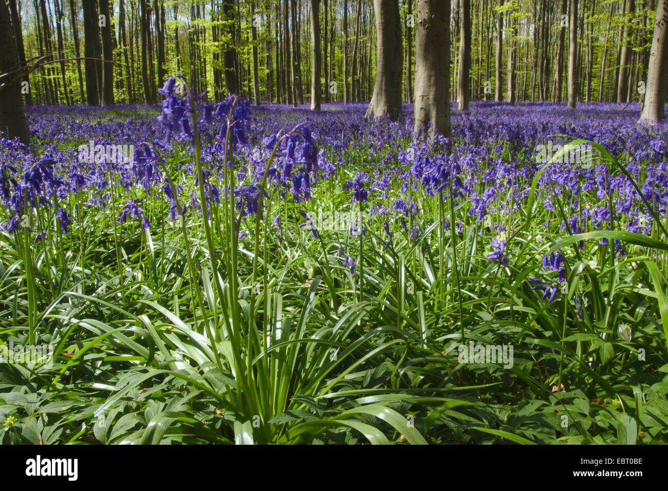 Atlantico (bluebell Hyacinthoides non scripta, Endimione non scriptus, Scilla non scripta), la foresta di primavera con la fioritura Atlantic bluebells, Belgio, Hallerbos Foto Stock