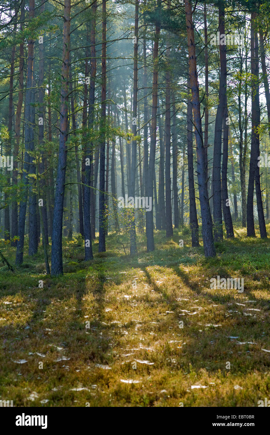 Cobwebbed heather nella rugiada del mattino, Germania, Bassa Sassonia Foto Stock