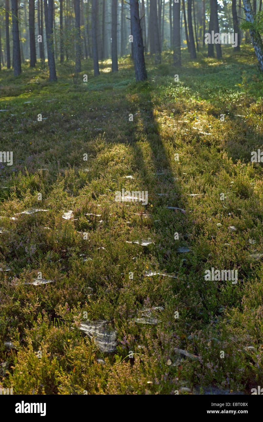 Cobwebbed heather nella rugiada del mattino, Germania, Bassa Sassonia Foto Stock